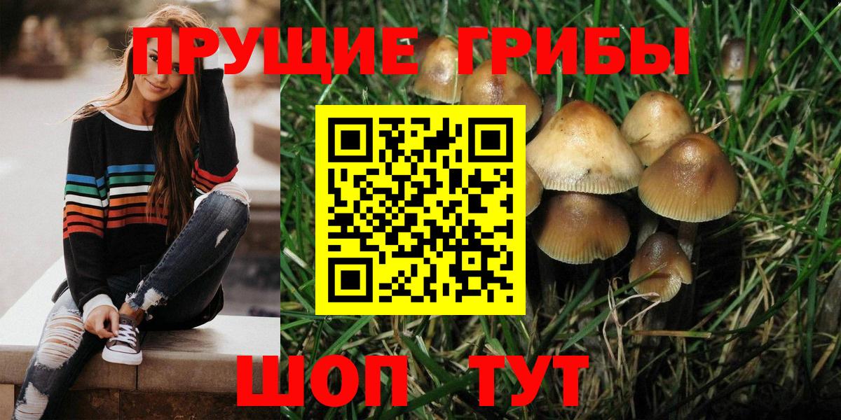 Псилоцибиновые грибы Psilocybe Дальнегорск